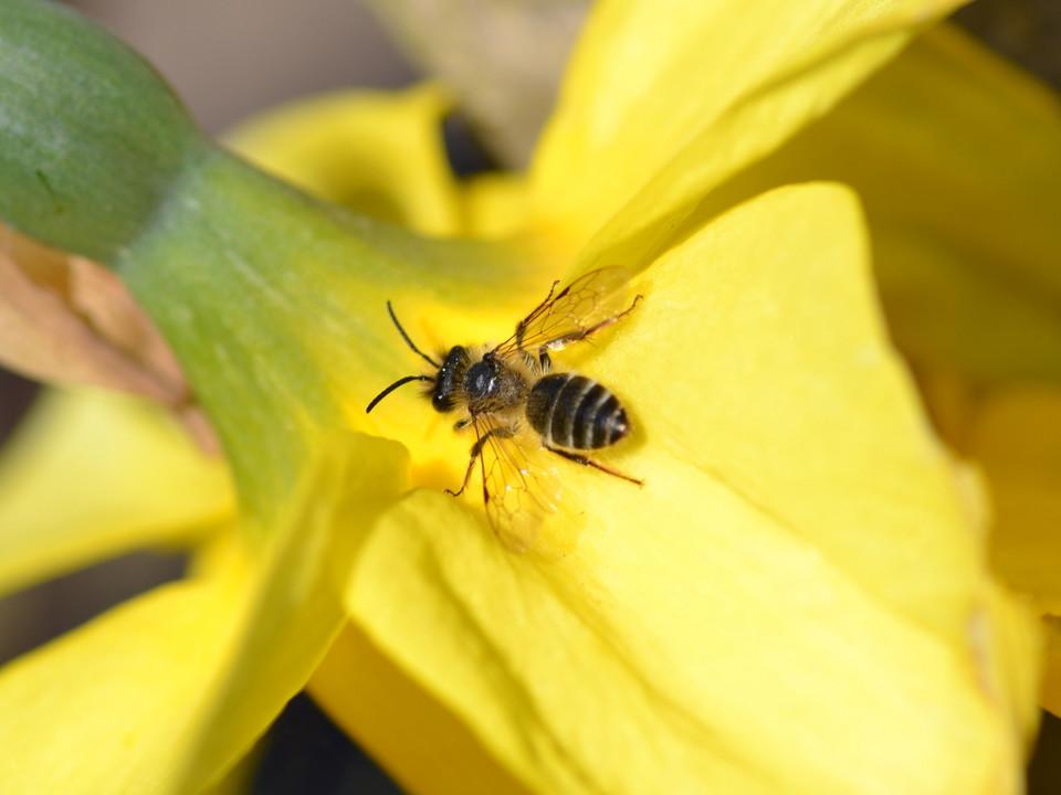 Biene auf einer gelben Blume